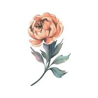 Peony flower in peach fuzz, orange, red, coral color with stem and leaves, beautiful, retro styled. Hand drawn watercolor illustration. One element isolated from the background. vector