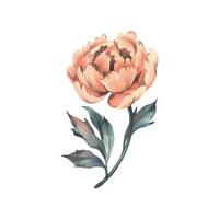 Peony flower in peach fuzz, orange, red, coral color with stem and leaves, beautiful, retro styled. Hand drawn watercolor illustration. One element isolated from the background. vector