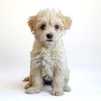AI generated Fluffy White Puppy on White Backdrop photo