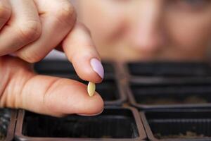 Woman carefully planting vegetable seeds into pots with fertile soil photo