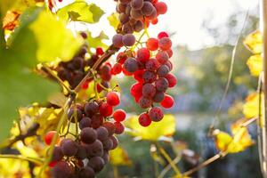 azul uvas en un viñedo a puesta de sol. maduro uvas en el otoño foto