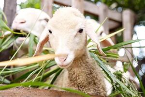 Cute little lamb. Animal portrait. photo