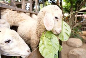 Cute little lamb. Animal portrait. photo