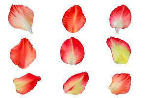 Gladiolus flower petals collection isolated on a white background, Clipping path included for easy selection photo