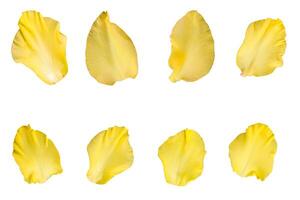 Gladiolus flower petals collection isolated on a white background, Clipping path included for easy selection photo