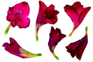 Gladiolus flower isolated on a white background, Clipping path included for easy selection photo