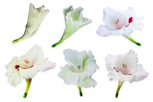 Gladiolus flower isolated on a white background, Clipping path included for easy selection photo