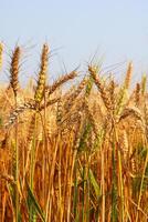 Golden wheat field on blue sky background, closeup of ripening ears photo