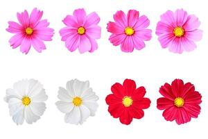 A set of cosmos flowers are isolated on a white background photo