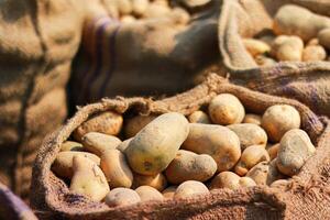 Potatoes in a sack on the ground in the vegetable garden. photo