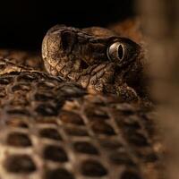 madera serpiente de cascabel, crotalus horrible, cerca arriba foto