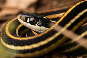 Western ribbon snake, Thamnophis proximus photo