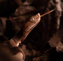 oriental cabeza de cobre serpiente, agkistrodón contortriz foto