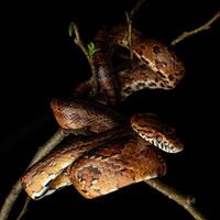 Corn snake, Pantherophis guttatus photo