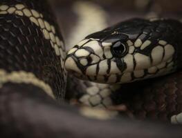 California Rey Serpiente, lampropeltis California foto