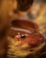 Carolina sandhills salamander, Eurycea arenicola photo