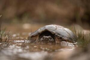 Snapping turtle, Chelydra serpentina photo