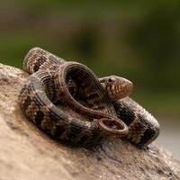 Water snake, Nerodia erythrogaster photo