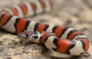 occidental Leche serpiente, lampropeltis gentilis foto