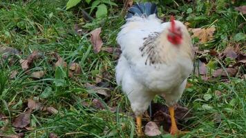 White chicken with a red comb close-up, against the background of grass and fallen leaves in the garden. Rural autumn yard. video