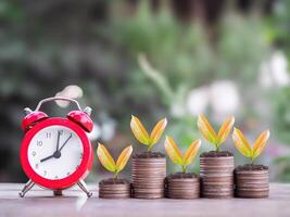 Red alarm clock and plants growing up on stack of coins. The concept of saving money, manage time to success Financial, Investment and Business growing up. photo
