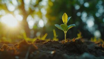AI generated sprout are growing blurred natural background with sunlight photo