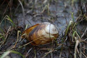 Opened clam shell, mussel close up, blurred background photo