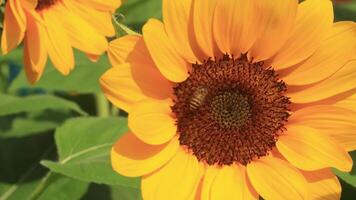 Flying honey bee covered with pollen collecting nectar from yellow sunflower close up. video