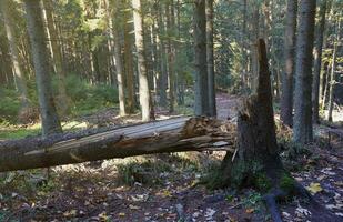 Amazing autumn forest in morning sunlight. Red and yellow leaves on trees in woodland photo