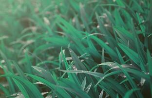 Close-up shot of dense grassy stems with dew drops. Macro shot of wet grass as background image for nature concept photo