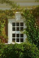 White window on green wall with climbing plant. Natural green leaf grass cover wall with white window background, Eco friendly backdrop photo