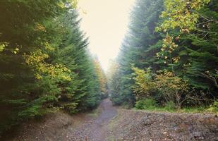 Amazing autumn forest in morning sunlight. Red and yellow leaves on trees in woodland photo