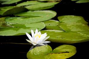 Beautiful white lotus flower and lily round leaves on the water after rain in river photo