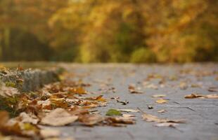 Beautiful Nature Autumn landscape. Scenery view on autumn city park with golden yellow foliage in cloudy day photo