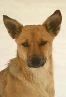 un perro callejero sin hogar. retrato de un triste perro naranja sobre un fondo nevado foto