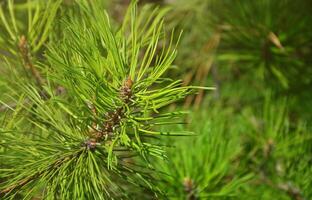 Green spruce branch in Sunny weather in the daytime outdoors. Floral background image with blurred background photo