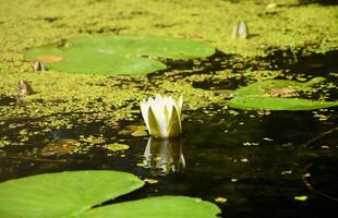 Beautiful white lotus flower and lily round leaves on the water after rain in river photo