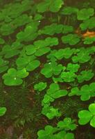 un pequeño tierra en el bosque con brillante floración tréboles foto