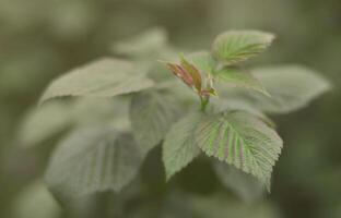 Photo of a few green leaves from a raspberry bush. Growing bush of raspberry. Macro photo with blurred background