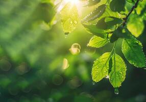 AI generated Sunlight filters through green leaves dotted with water droplets, casting rays of light in a tranquil forest scene photo