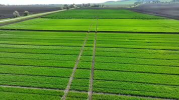 Experimental- Felder von Weizen. Antenne Schuss von ein Experimental- landwirtschaftlich Feld video