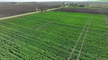 aéreo vuelo terminado el campo dónde soja es crecido. joven haba de soja coles antes de floración. creciente soja en un plantación video