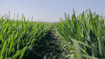 spruiten van winter tarwe dat gekiemd in de veld- detailopname. video