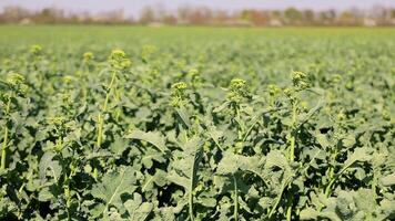 Soybean Plantations. Young Soybeans Growing In The Field. Cultivation Of Agricultural Crops video