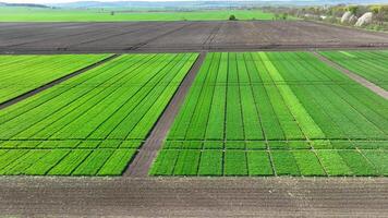 antenne schot van een experimenteel agrarisch veld. experimenteel velden van tarwe. video