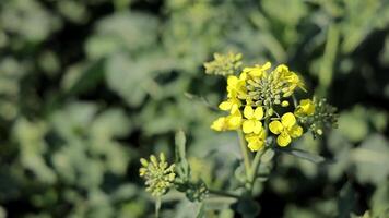 soja ese tener empezado floración con amarillo hojas en el campo video