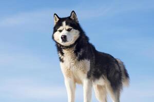 Majestic Siberian Husky Against Blue Sky photo