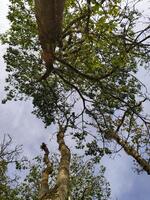 view of tree leaves and roots taken from a low angle photo