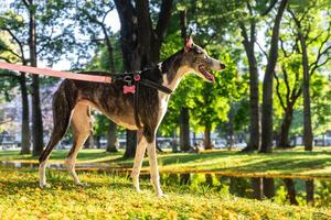 Español galgo iluminado por el puesta de sol rayos en el parque. foto