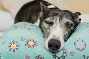 selectivo atención en el hocico de un relajado galgo perro acostado en el cama. foto